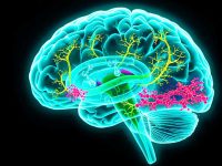 Медицинская-научная-иллюстрация-человеческого-мозг