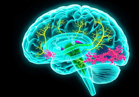 Медицинская-научная-иллюстрация-человеческого-мозг