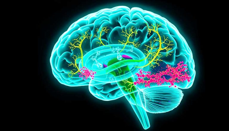 Медицинская-научная-иллюстрация-человеческого-мозг