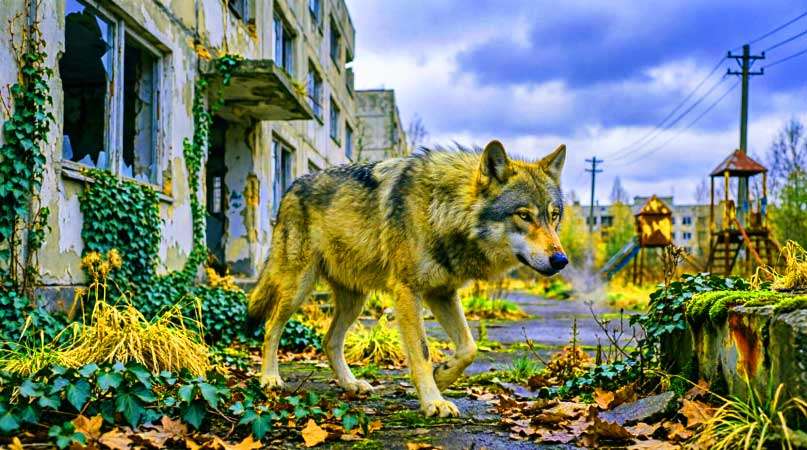 Волк в зоне отчуждения - символ возрождения дикой природы